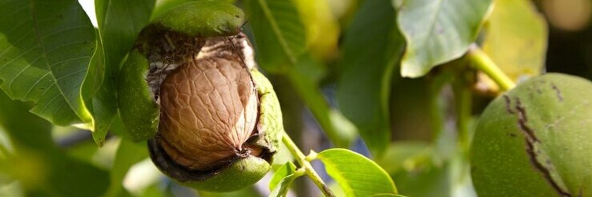 Какие орехи можно выращивать в Украине